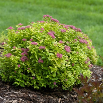 Спирея Грин энд Голд